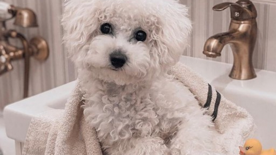 ŽELITE PSA ALI NE I DLAKE PO KUĆI: Ovo je idealna rasa za vas, ne linja se, nema miris