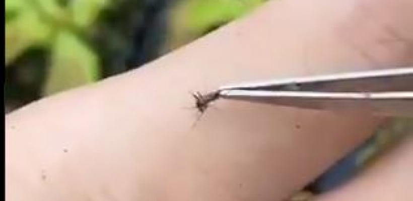 NEĆETE SE VIŠE ČEŠATI Kad vas ujede komarac, uradite samo jednu stvar i nema svraba