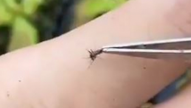 Pustio je komarca da mu ispije krv, a zatim je polako uzeo pincetu i ono što je uradio sa njim je šokiralo svet!