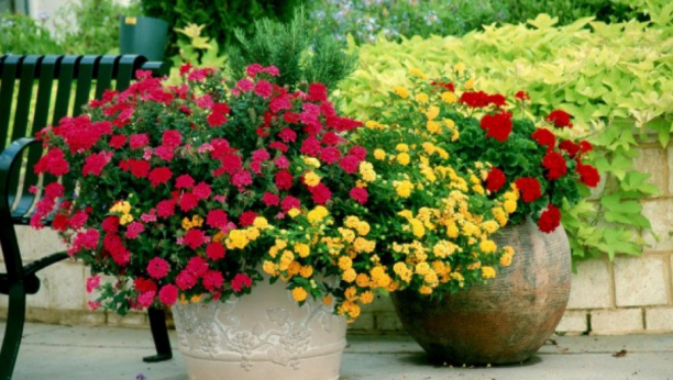 Biljke više neće venuti: Prirodni eliksir, od 3 sastojka vraća ih iz mrtvih