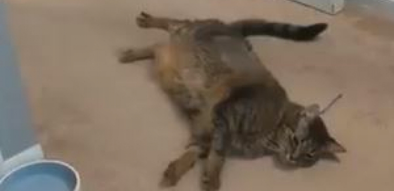 RASPAMETIĆETE SE Posle nokauta mačka je ostala nepomično da leži!