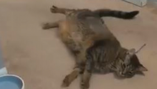 RASPAMETIĆETE SE Posle nokauta mačka je ostala nepomično da leži!