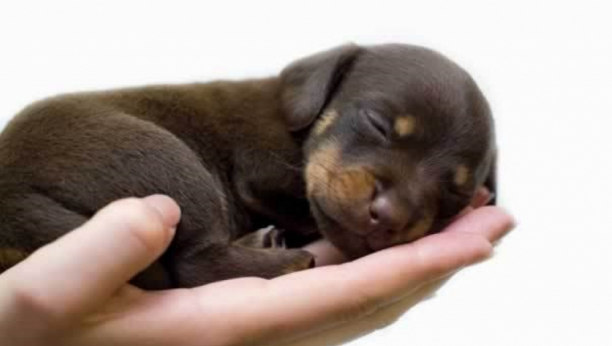 DOBILI STE PRINOVU? Nepravilna ishrana može mu dugoročno nauditi! Ovo je najbolja hrana za štence