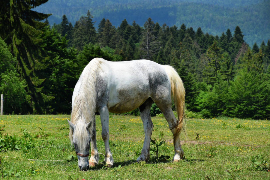 BIRAM SRCEM, BIRAM SRBIJU Turistička organizacija Srbije preporučuje najlepši nacionalni park Taru kao nezaobilazno mesto za posetu! (VIDEO/FOTO)