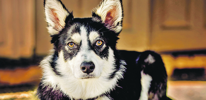 Pas koji je spasio Svetsko prvenstvo u fudbalu