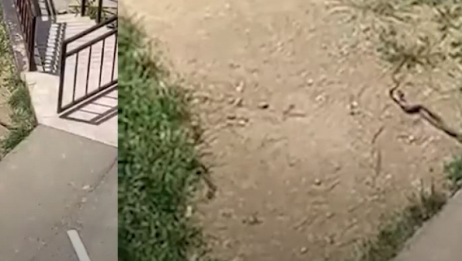 AKO SE PLAŠITE ZMIJA, NE GLEDAJTE OVAJ SNIMAK! Beograđanin ih snimio u svom dvorištu, a ono šta rade je zaprepastilo celu Srbiju! (VIDEO)