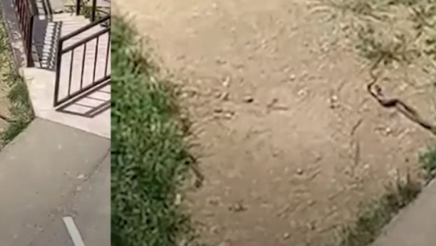 AKO SE PLAŠITE ZMIJA, NE GLEDAJTE OVAJ SNIMAK! Beograđanin ih snimio u svom dvorištu, a ono šta rade je zaprepastilo celu Srbiju! (VIDEO)