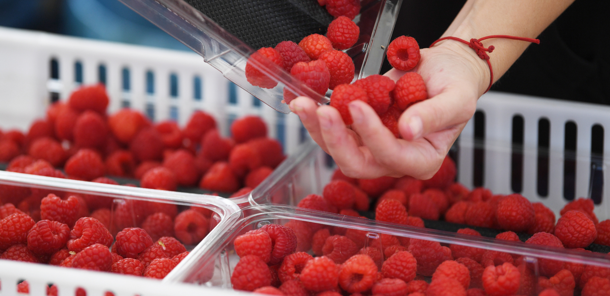 CRVENO ZLATO ĆE OVE GODINE IMATI VISOKU CENU Evo šta se događa u Arilju