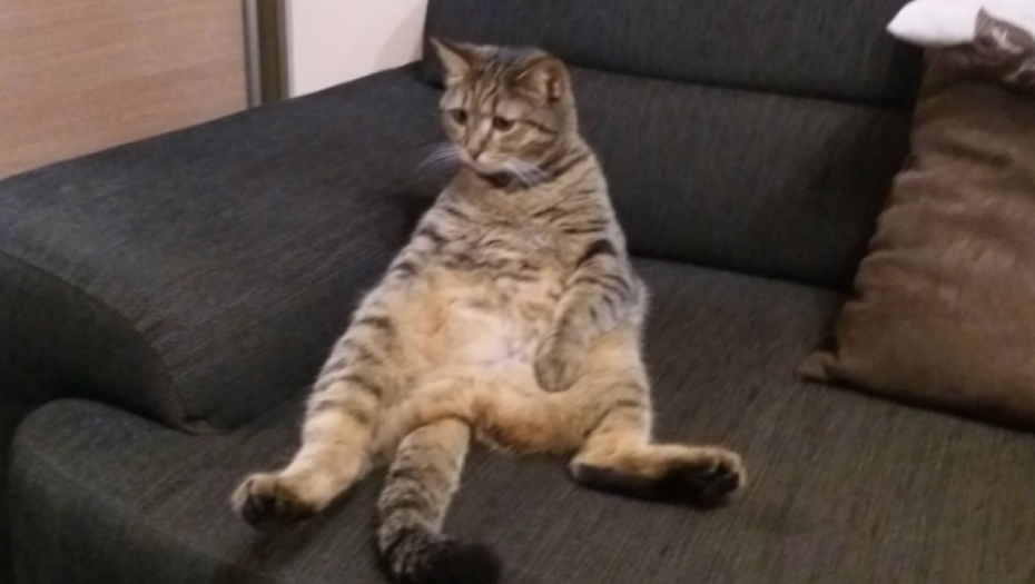 BRIGA O ONIMA KOJI NAM ULEPŠAVAJU ŽIVOT Srbi počeli da prate svetske trendove pa sve češće osiguravaju svoje ljubimce