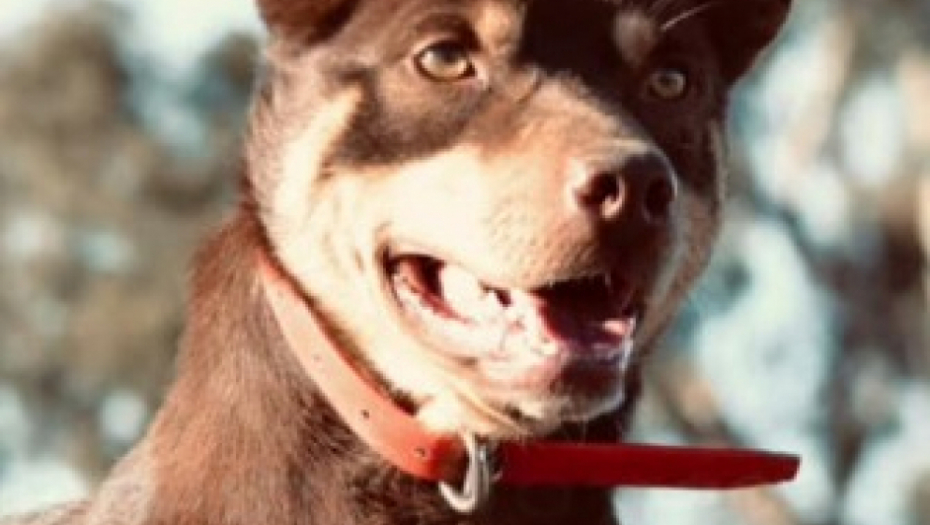 I ZA PSE TREBA X FAKTOR! Pekinezer Vasabi je poneo laskavu titulu najlepšeg, dok je australijski kelpi prodat po rekordnoj ceni