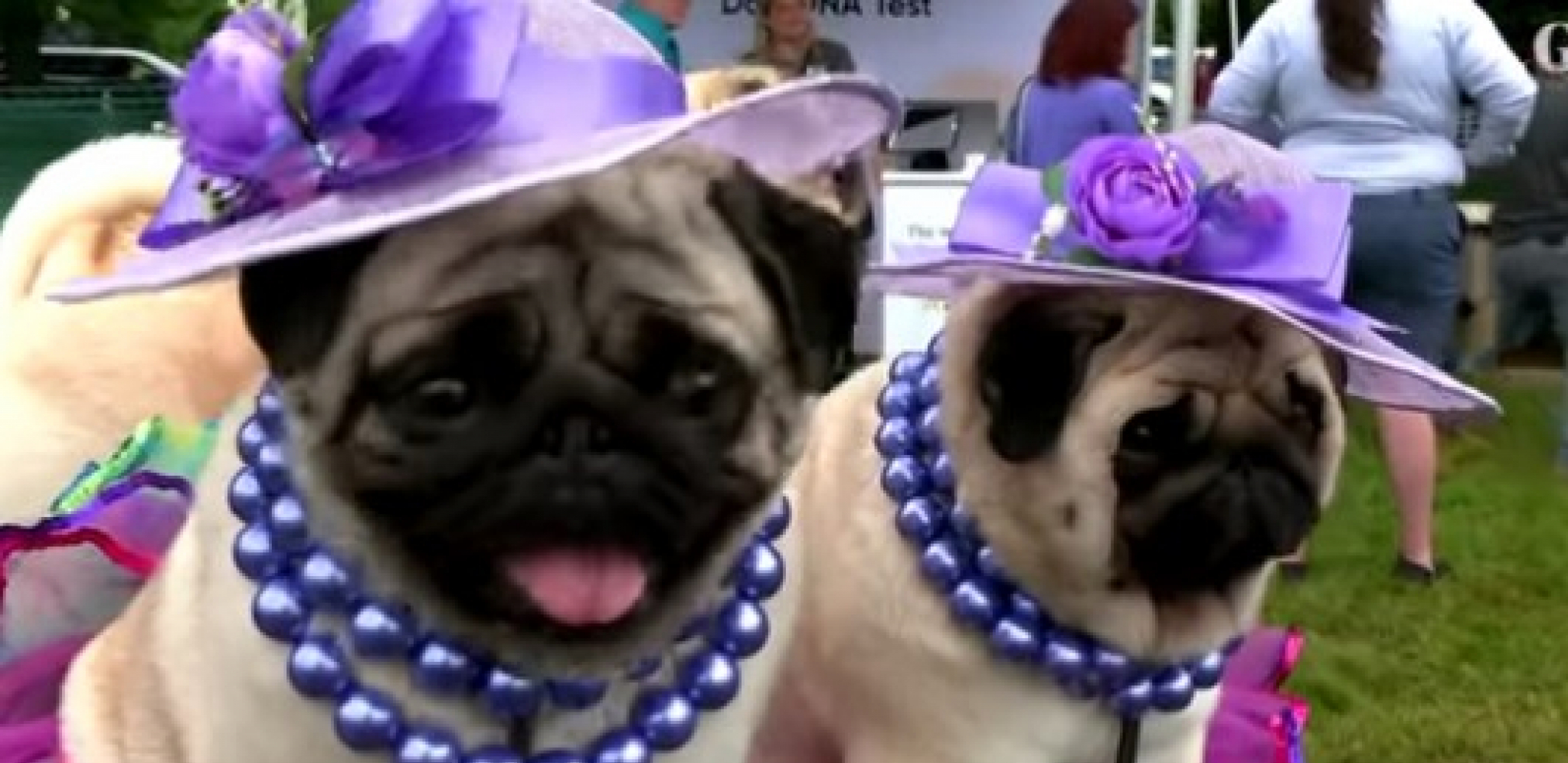 I ZA PSE TREBA X FAKTOR! Pekinezer Vasabi je poneo laskavu titulu najlepšeg, dok je australijski kelpi prodat po rekordnoj ceni