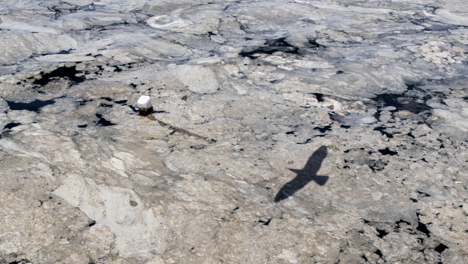 Nakon 120 godina u Srbiji se ponovo gnezdi SLEDEĆA vrsta ptice
