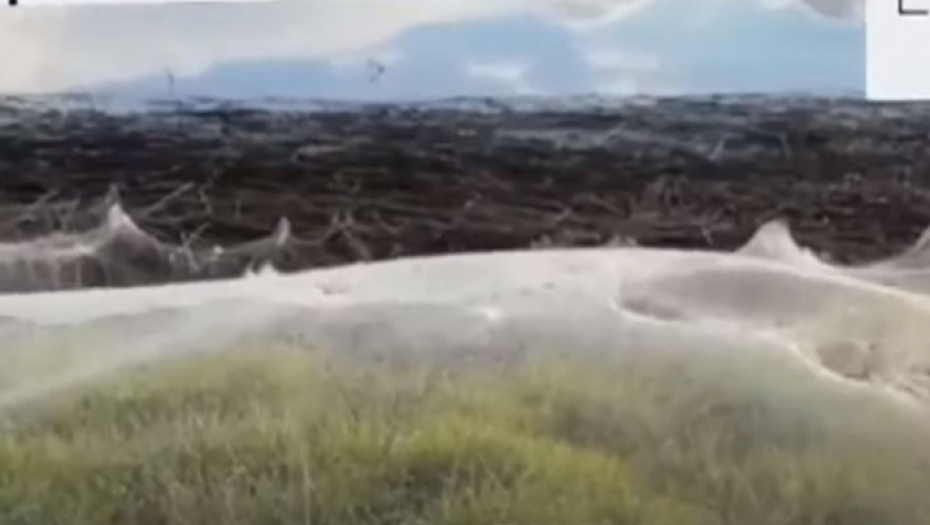 NIZ KATASTROFA U AUSTRALIJI Nakon najezde miševa prošlog meseca, sada imaju mnogo veći problem - "Polja su pokrivena i ne vide se"