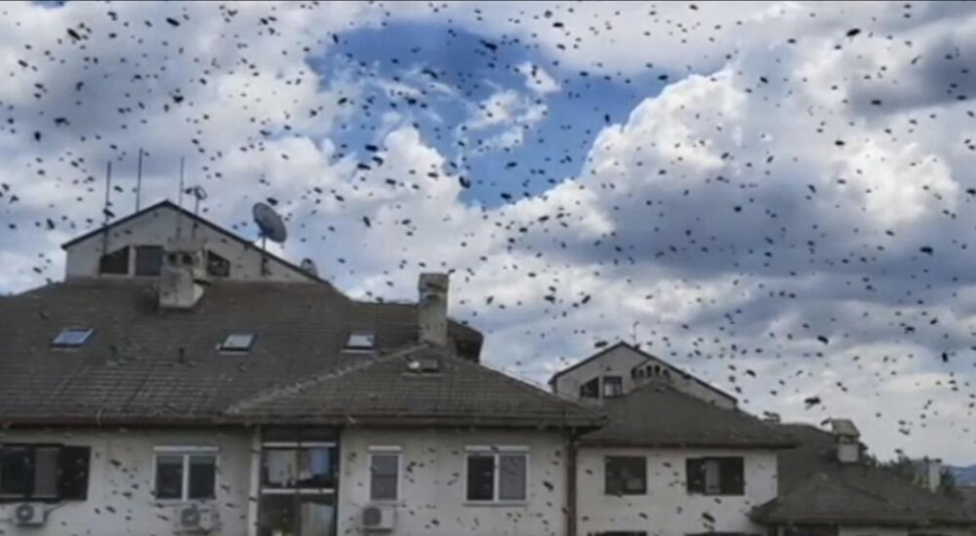 KAO U HOROR FILMU Zbog najezde osa, Beograđani u strahu mesec dana