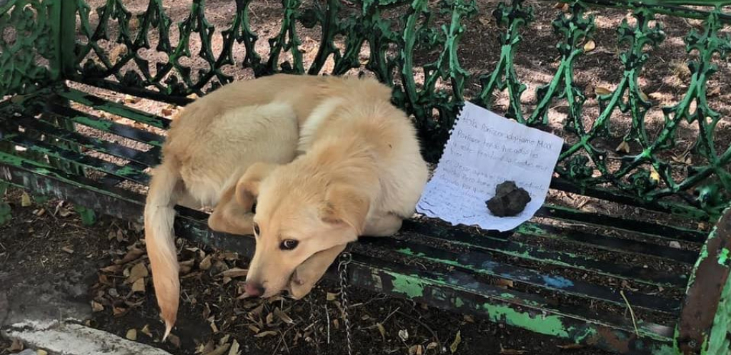 Dečak ostavio vezanog psa za klupu, a pored njega ostavio poruku koja slama srce!