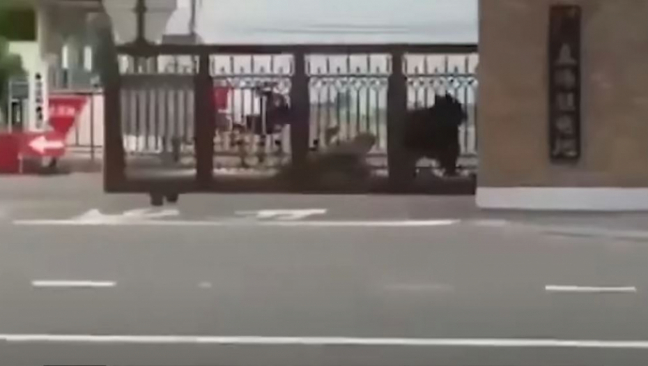 UZNEMIRAVAJUĆI SNIMCI! Medved satima divljao po gradu, više ljudi teško povređeno! (VIDEO)