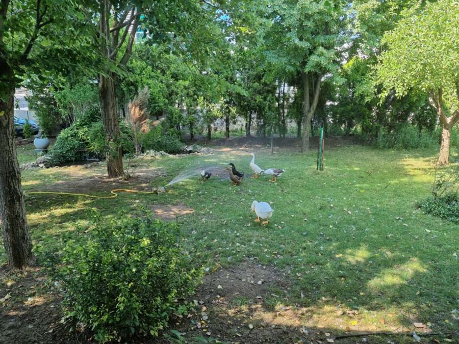 KULIRANJE Za njih nema problema, evo kako se životinje rashlađuju u Beogradu (FOTO/VIDEO)