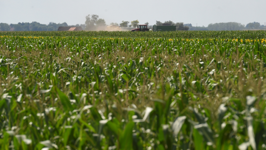 Poljoprivrednici, novac odmah ulažite u ovu biljku! Zarada odlična, a nema mnogo uzgajivača u Srbiji