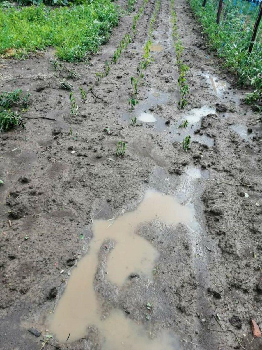 ŽESTOKO NEVREME U ŠUMADIJI! Vetar lomio grane i skidao crepove sa kuća (FOTO)