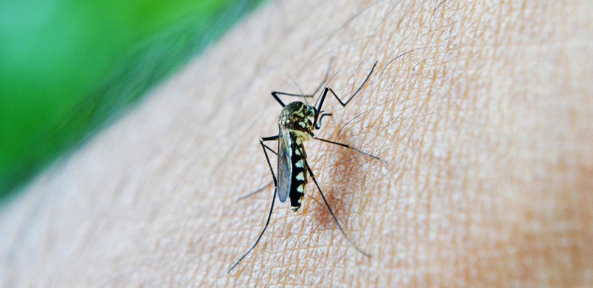 NEKI LJUDI IH PRIVLAČE KAO MAGNET Ovo je ključni faktor zašto komarci biraju baš vas, a druge zaobilaze