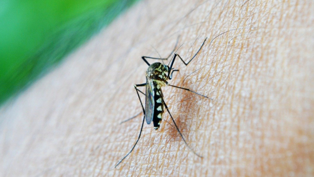 NEKI LJUDI IH PRIVLAČE KAO MAGNET Ovo je ključni faktor zašto komarci biraju baš vas, a druge zaobilaze
