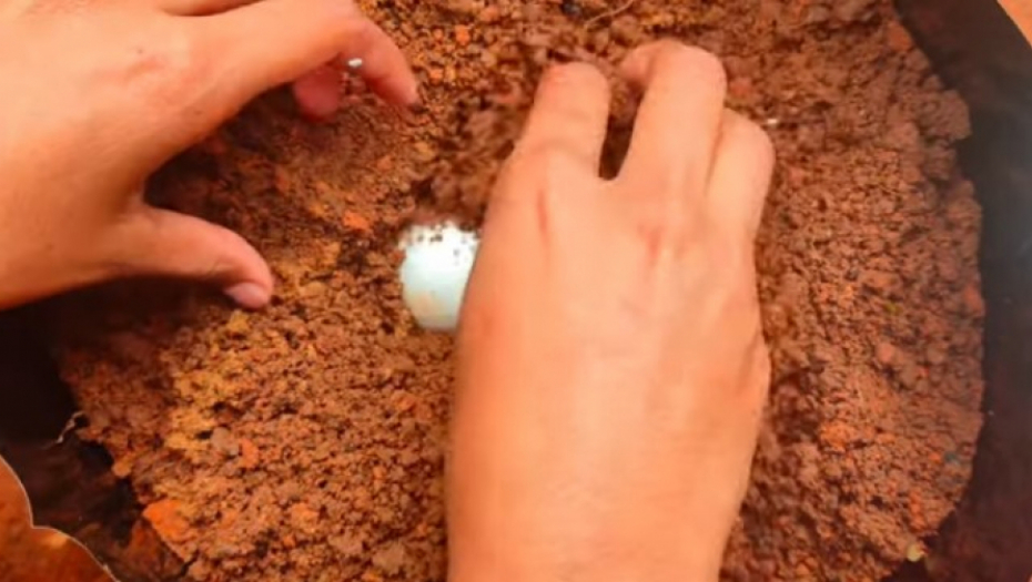 "ZASADITE" JAJE U SAKSIJU SA CVEĆEM: Oduševićete se neverovatnom promenom (VIDEO)