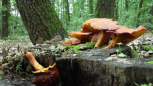 DOBRO SE SPREMITE ZA LOV NA TARTUFE! Evo kako se u Srbiji pronalazi najskuplja gljiva na svetu koja vredi 5.000 evra