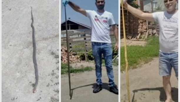 NAJEZDA ZMIJA U LESKOVAČKOM NASELJU Veliki problem sa divljim deponijama i nekonstrolisanim širenjem haosa!