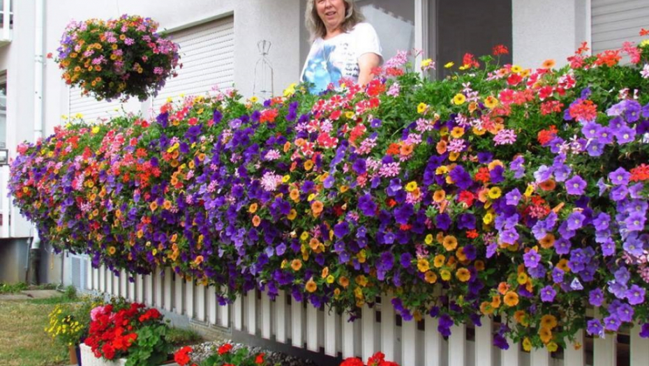 DODAJTE U CVEĆE OVO DOMAĆE ĐUBRIVO: Čaj, pivo, kikiriki....imaćete raskošnu baštu kao iz časopisa