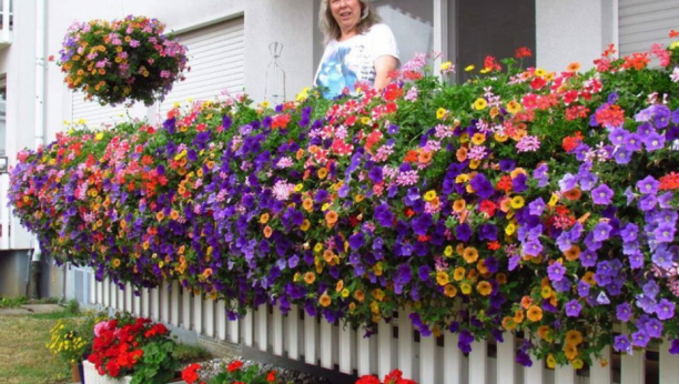 DODAJTE U CVEĆE OVO DOMAĆE ĐUBRIVO: Čaj, pivo, kikiriki....imaćete raskošnu baštu kao iz časopisa