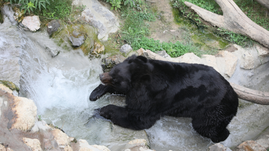 UZNEMIRUJUĆE! UŽASNA SCENA U ZOOLOŠKOM VRTU Žena u psihičkom rastrojstvu bacila dete u kavez sa medvedima (VIDEO)