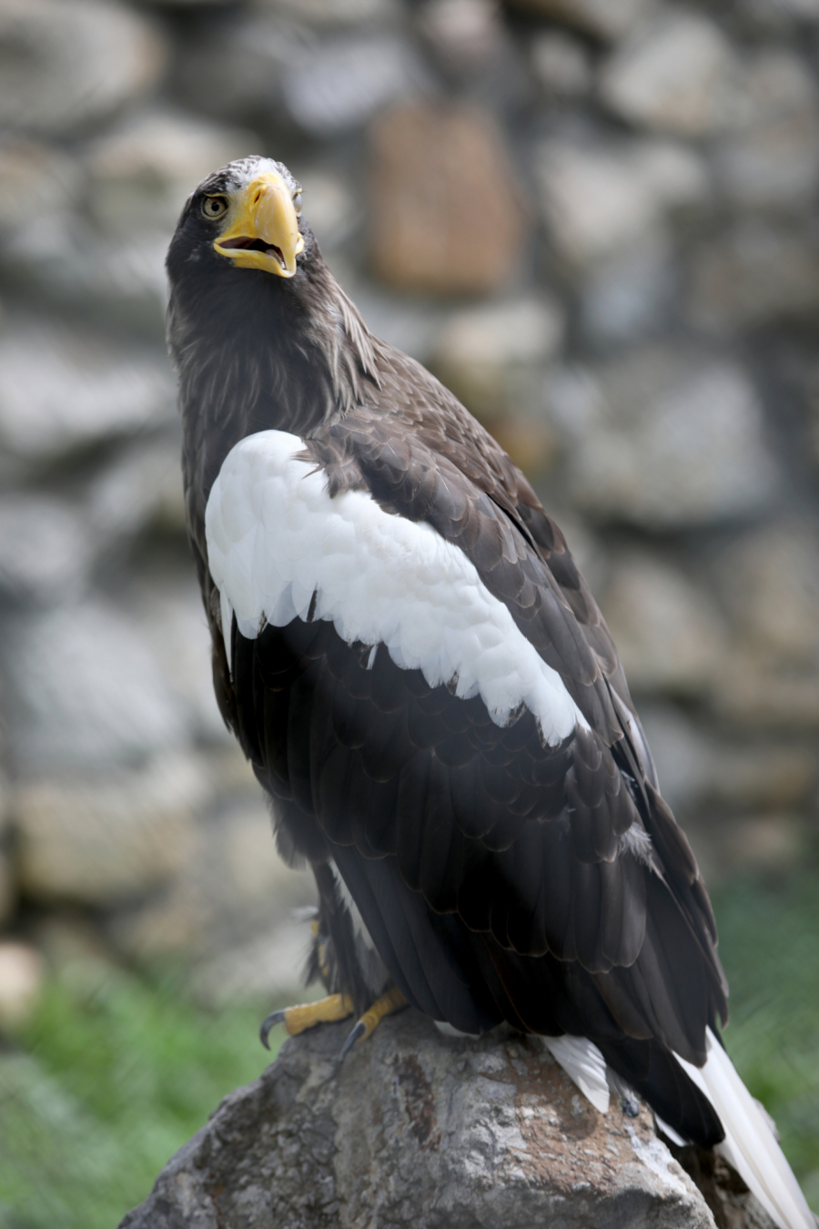 BEOGRAĐANI SPAS TRAŽILI POD KLIMA UREĐAJIMA, A U ZOO VRTU DRUGAČIJA PRIČA: Evo kako su se rashladili životinjski drugari (FOTO)