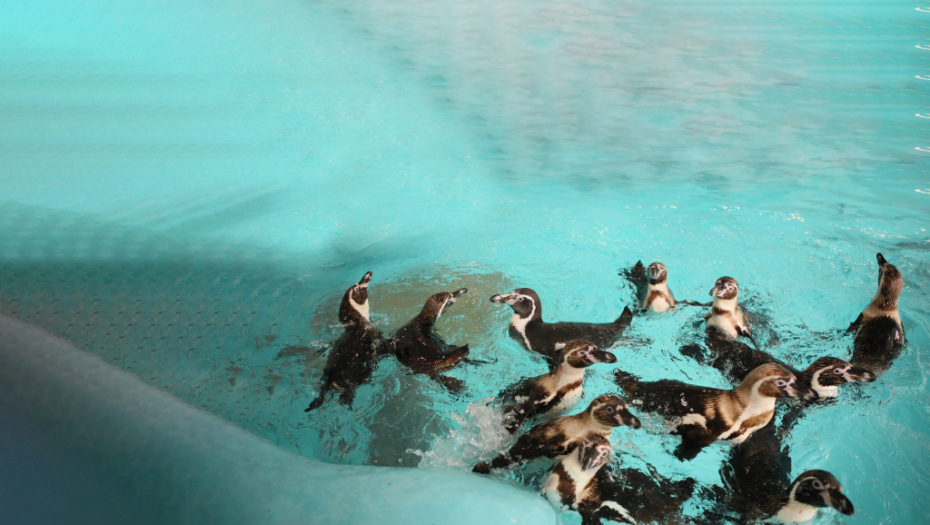 BEOGRAĐANI SPAS TRAŽILI POD KLIMA UREĐAJIMA, A U ZOO VRTU DRUGAČIJA PRIČA: Evo kako su se rashladili životinjski drugari (FOTO)