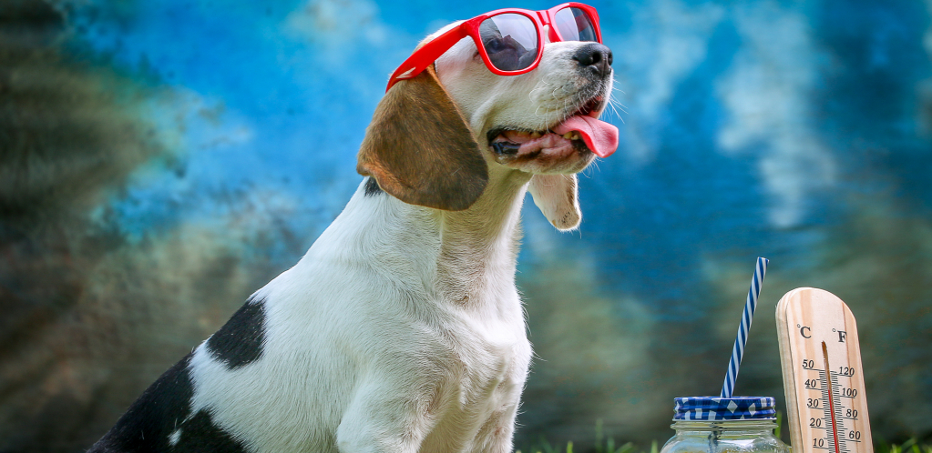 BEZBRIŽNI PO VRUĆINI Visoke temperature zahtevaju promene u svakodnevnim aktivnostima pasa, ali ne isključuju zabavu na otvorenom