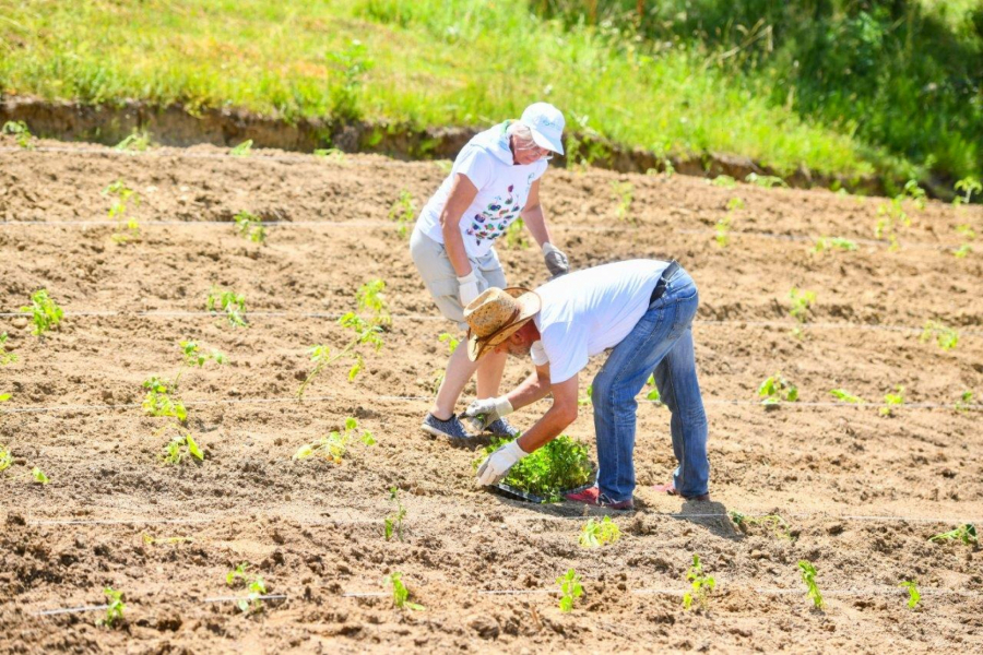 Volonteri kompanije NIS posadili povrće i začinsko bilje u bašti namenjenoj Superherojima iz NURDOR Roditeljskih kuća