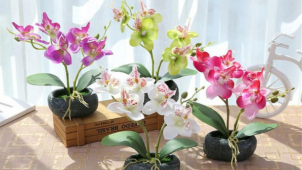 CVETAĆE KAO NIKAD PRE: Najbolje prirodno đubrivo za orhideje