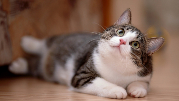 NE PRISTAJE NA KOMPROMIS! Vlasnica promenila mački vrstu granula, njena reakcija urnebesna (VIDEO)