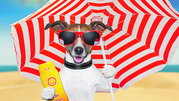 I KUĆNI LJUBIMCI MOGU DA IZGORE NA SUNCU: Zaštitite ih u nekoliko koraka