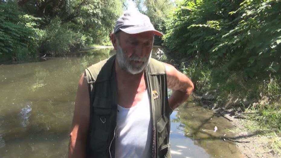HOROR KOD POŽEGE Na stotine mrtvih riba, najviše mrena i klenova (VIDEO)