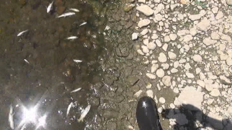 PORIBLJAVANJE U VOJVODINI Riblji fond bogatiji za više od 21 tone mlađi šarana