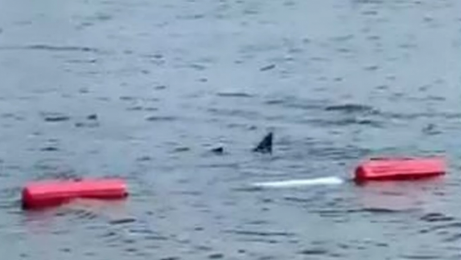 ČUDOVIŠNO PERAJE IZRONILO IZ VODE NA ADI Ljudi se u čudu pitaju kakvo je ovo stvorenje: 45 godina se kupam ovde i ništa slično nisam video...