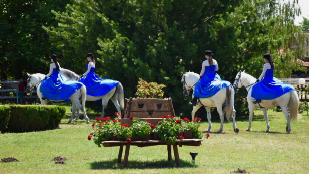 VIC DANA: Pita Mujo Hasu, šta bi voleo...