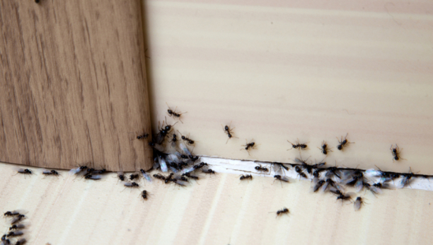 Nezvani gosti: Otarastite se mrava brzo i efikasno