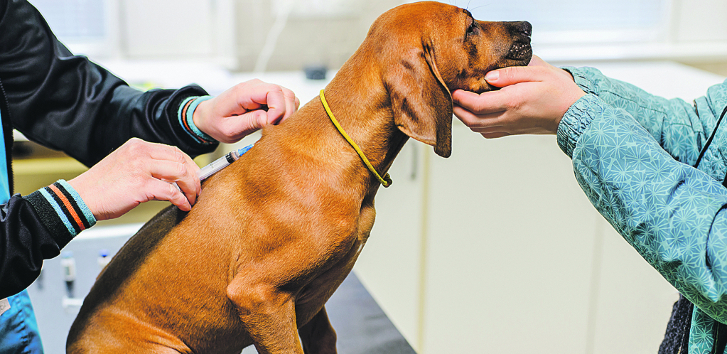 ŽUTICA: Simptom, a ne bolest