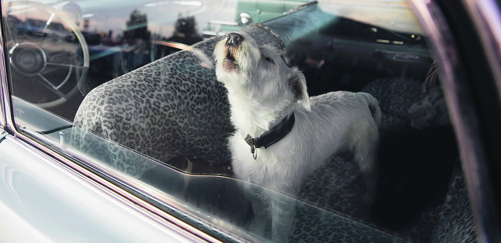 NI MINUT! Izbegnite tragediju, životinje mogu da dožive toplotni udar