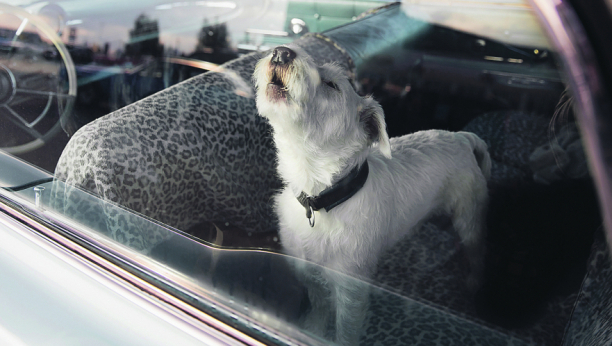 NI MINUT! Izbegnite tragediju, životinje mogu da dožive toplotni udar