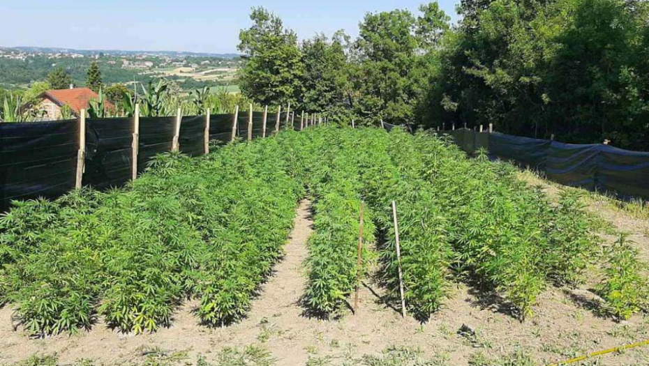 Nemački VICE: Kanabis iz Jovanjice – preslab da bude droga