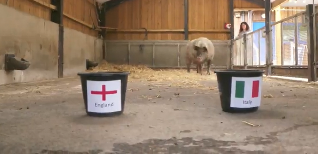 NEKADA HOBOTNICA POL, A SADA KRMAČA SUZI! Vidovita životinja pogodila je svaki rezultat Engleske do sada, a evo šta kaže za finale! (VIDEO)