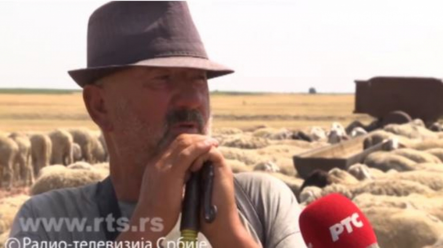 KRAVE PRESUŠILE OD VRUĆINA! Pastiri Steva i Zoran upozorili: Nema mleka, nemaju šta da jedu, sve je izgorelo!