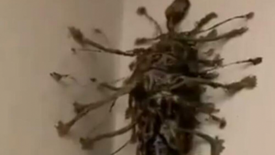 "SMESTA GA ZAPALI!" Ušao u hotelsku sobu i zatekao horor na zidu! (VIDEO)